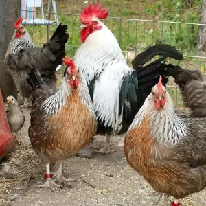 Dorking chickens available for purchase